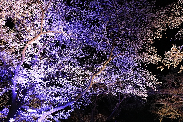 （映像分享）偶而！拋棄重量旅行吧！ feat. Canon PowerShot G1X Mark III~~~圖多字多