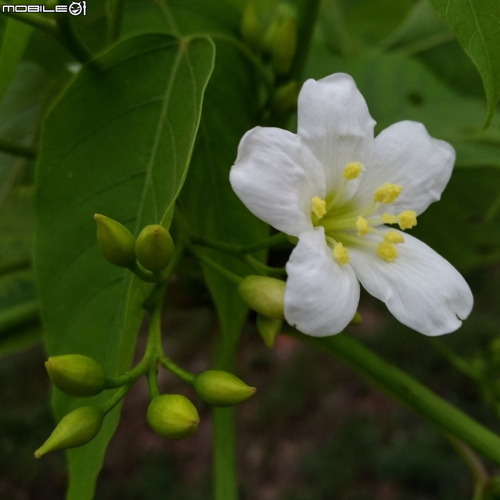 油桐花 嘉義市東區東義路幸福山丘 04/07