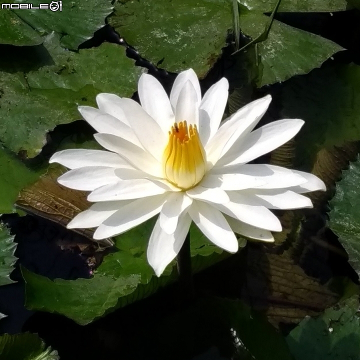 耳莢相思樹+子午蓮+流蘇花 台南市東區巴克禮公園 04/01