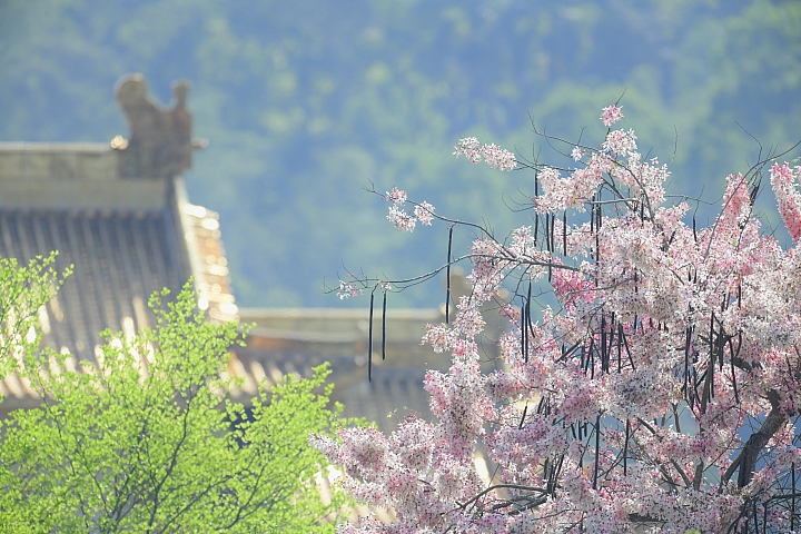 D850+600mm+1.4X天台山神威道場拍花旗木。