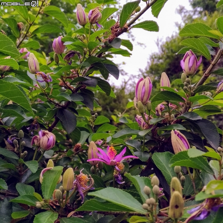 油桐花 嘉義市東區東義路幸福山丘 04/07