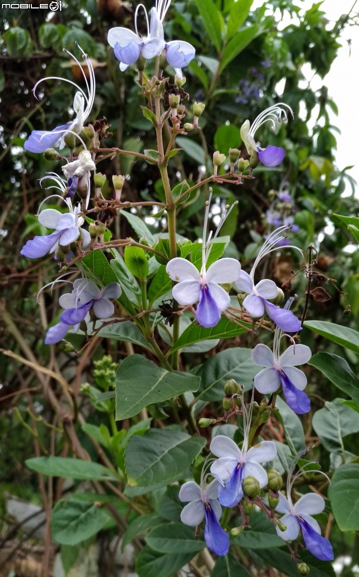 油桐花 嘉義市東區東義路幸福山丘 04/07