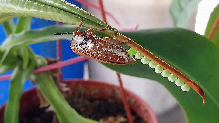 [已解決]昆蟲名稱?