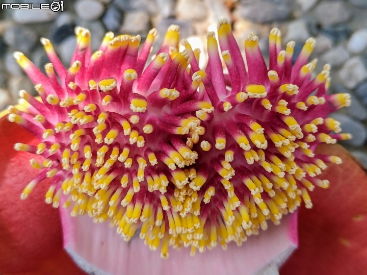 砲彈樹 台南市中西區光賢街光賢公園 04/29