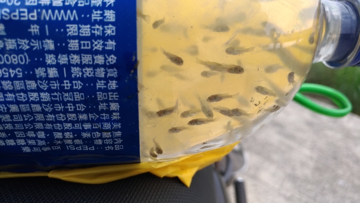 請問，這是吳郭魚苗嗎？謝謝