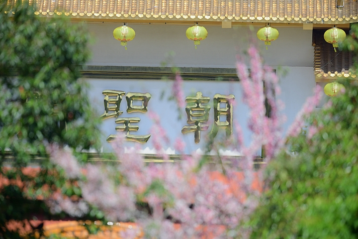 D850+600mm+1.4X天台山神威道場拍花旗木。