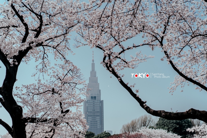 2018東京賞櫻盛宴 x Sony a7II