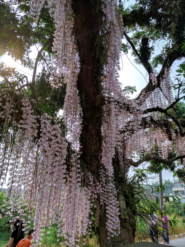 天宮石斛 台南市白河區南赤中寺 04/28