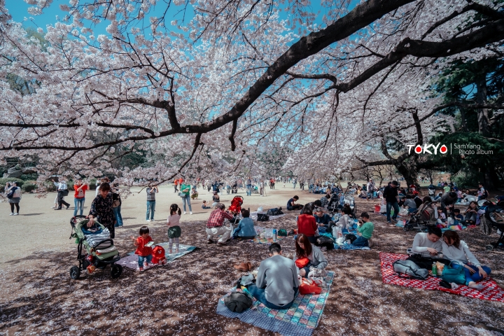 2018東京賞櫻盛宴 x Sony a7II