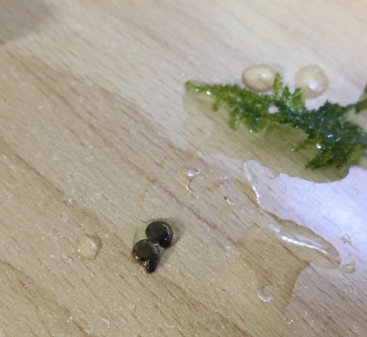 魚缸 蝸牛？螺？