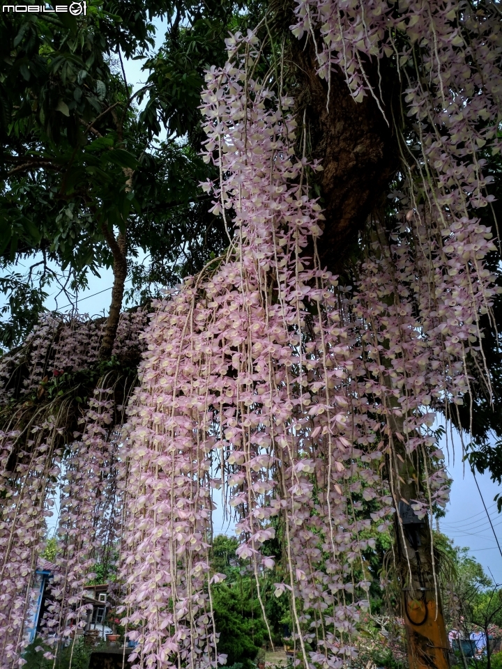 天宮石斛 台南市白河區南赤中寺 04/28