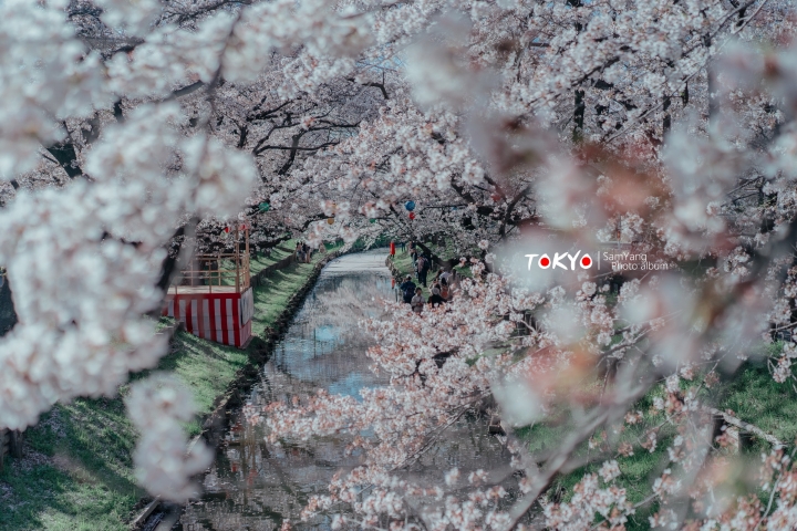 2018東京賞櫻盛宴 x Sony a7II