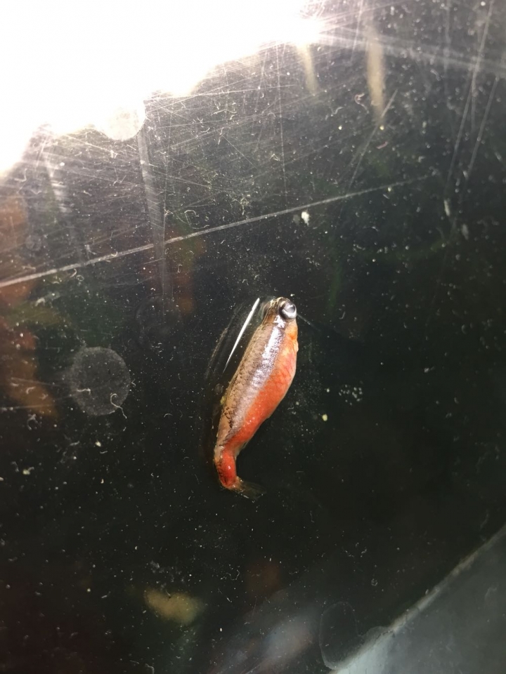 魚的死狀慘...怎麼辦，養魚大大快進來急！！！！！