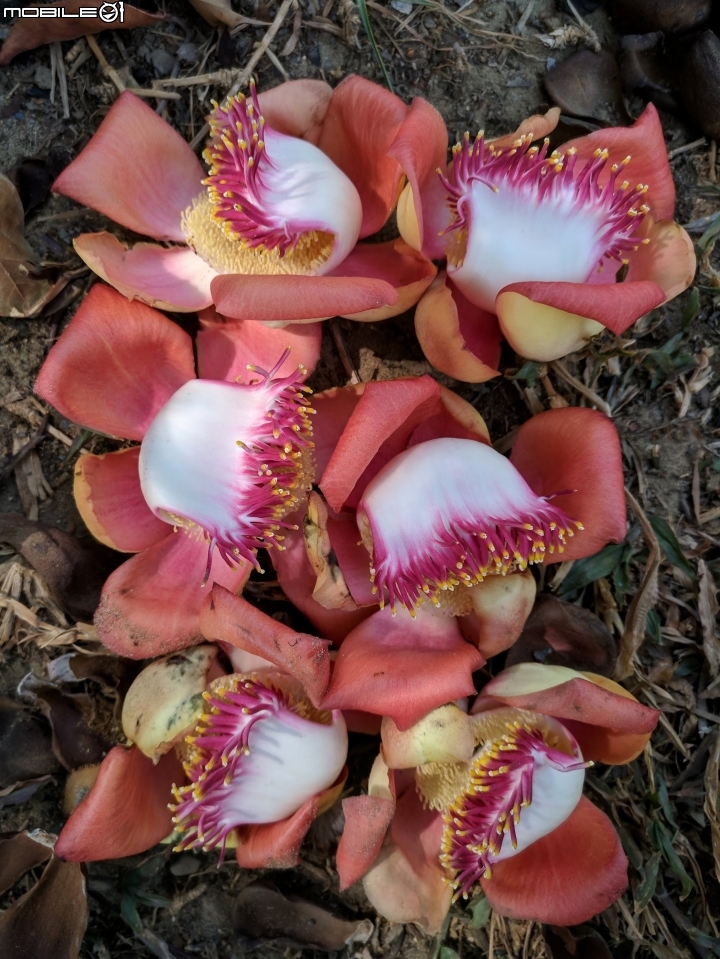 砲彈樹 台南市中西區光賢街光賢公園 04/29