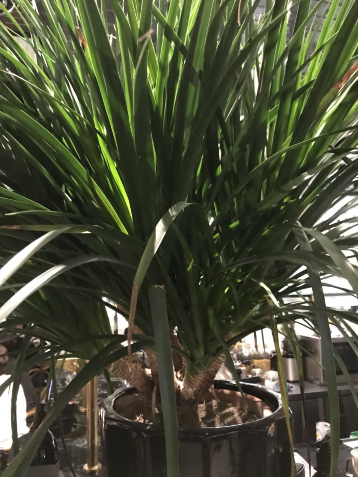 請問植物名稱（葉子類似酒瓶蘭）