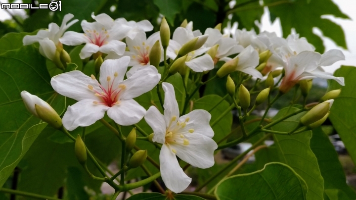 油桐花 嘉義市東區東義路幸福山丘 04/07