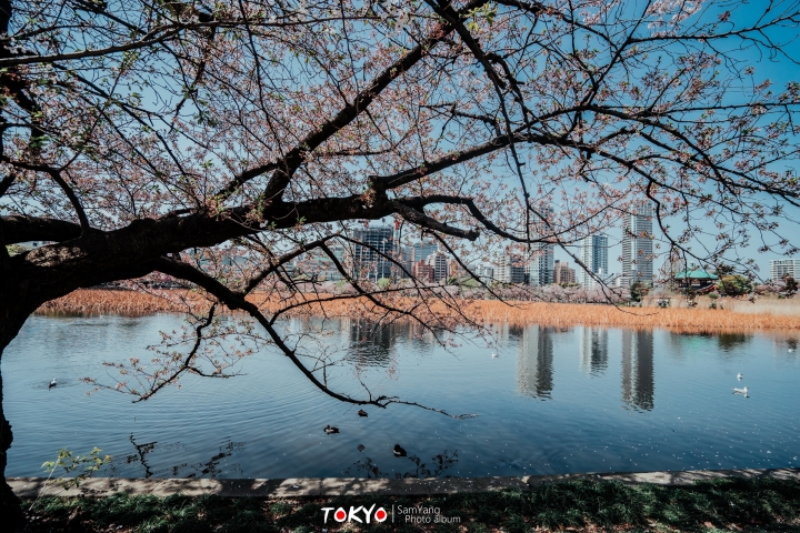 2018東京賞櫻盛宴 x Sony a7II