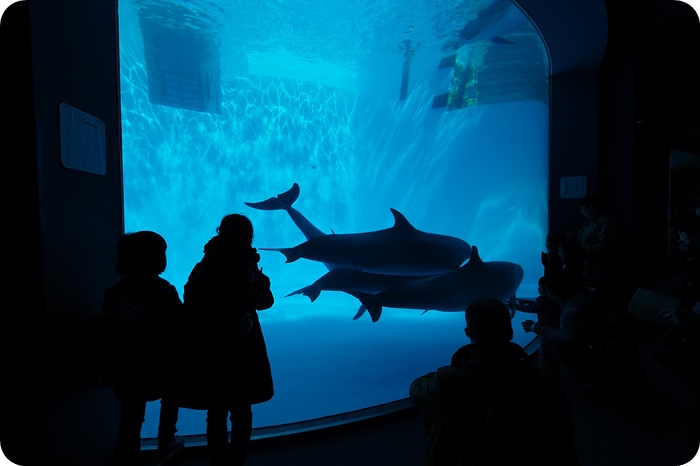 ▋日本名古屋親子自由行 ▋名古屋水族館。有點貴，但又想進去看看的水族館