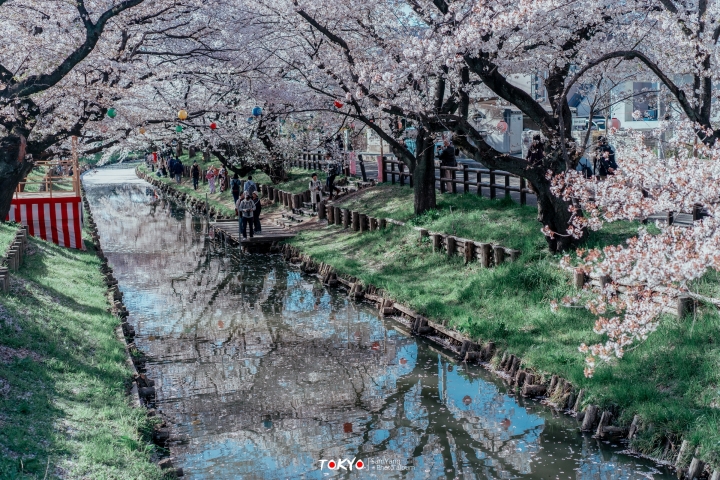 2018東京賞櫻盛宴 x Sony a7II
