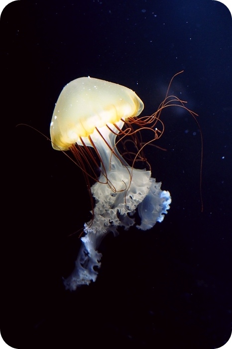 【日本 山形縣】看見波妞!! 就在日本山形縣鶴岡加茂水族館，超療癒的感受～
