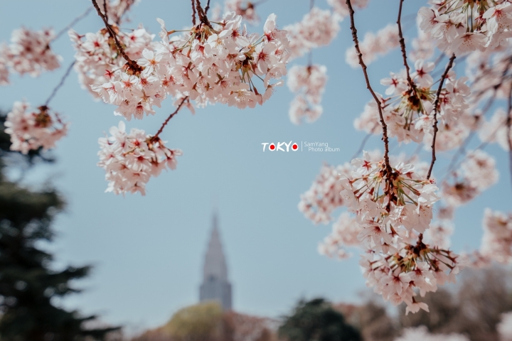 2018東京賞櫻盛宴 x Sony a7II