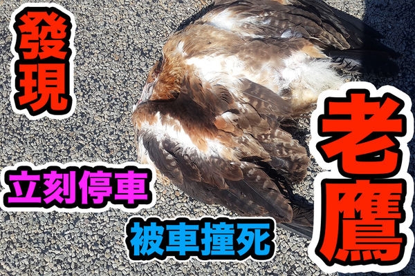 觀看文章（發現老鷹）！ 還有屍體 共三百多隻！翱翔天際！ （內有7支影片）