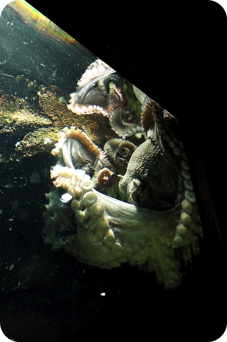 【日本 山形縣】看見波妞!! 就在日本山形縣鶴岡加茂水族館，超療癒的感受～