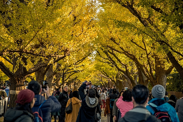 [D750] 2017/11.東京明治神宮外苑銀杏祭、澀谷車站外十字路口夜景