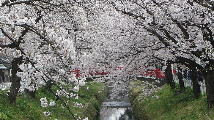 【埼玉】唐澤川櫻堤，浪漫悠閒的春天賞櫻行