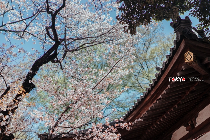 2018東京賞櫻盛宴 x Sony a7II