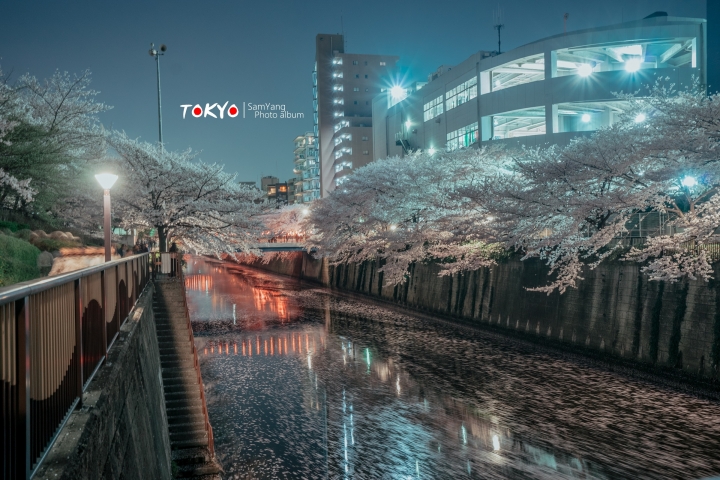 2018東京賞櫻盛宴 x Sony a7II