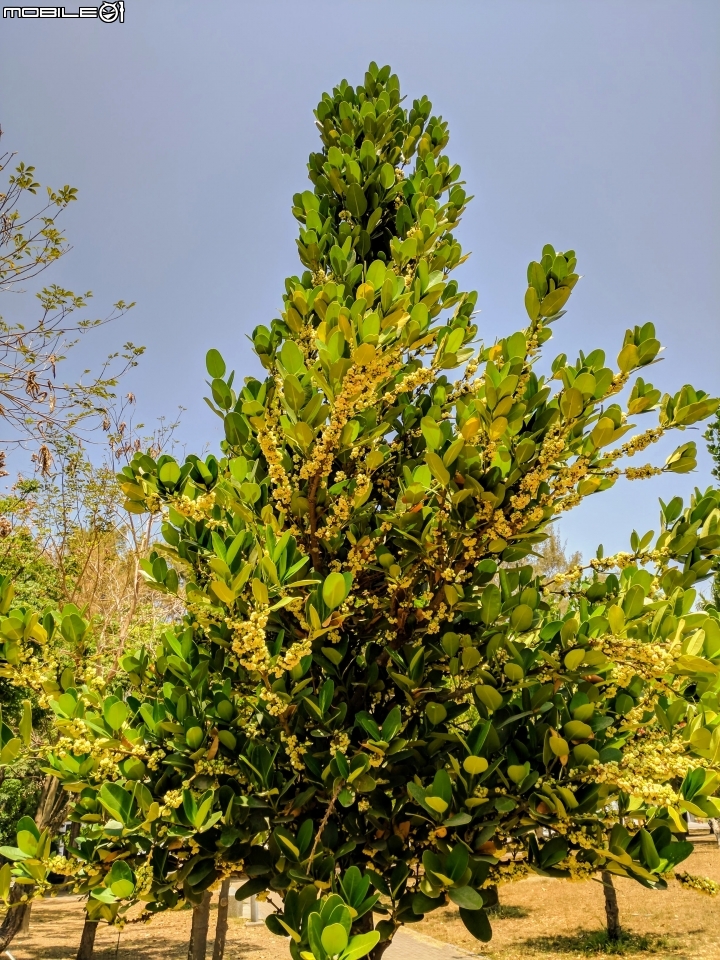 海檬果+福木+雞冠刺桐 台南市安平區億載公園 04/22