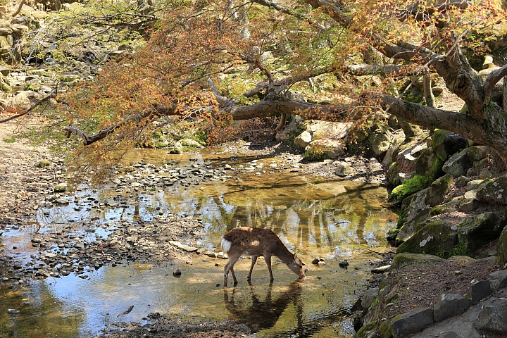 （映像分享）偶而！拋棄重量旅行吧！ feat. Canon PowerShot G1X Mark III~~~圖多字多
