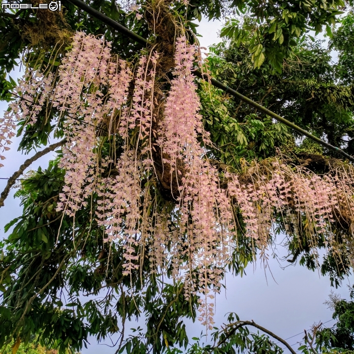 天宮石斛 台南市白河區南赤中寺 04/28