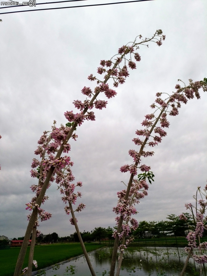 南洋櫻 台南市白河區將軍埤櫻花道 04/07