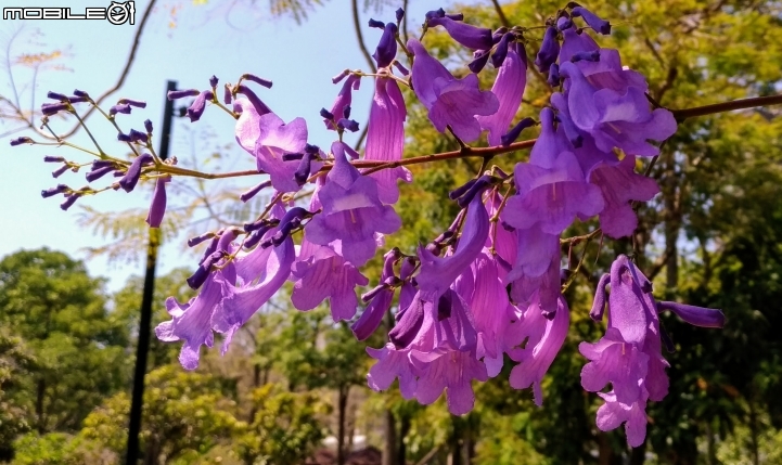 藍花楹 台南市安平區府平公園 04/01