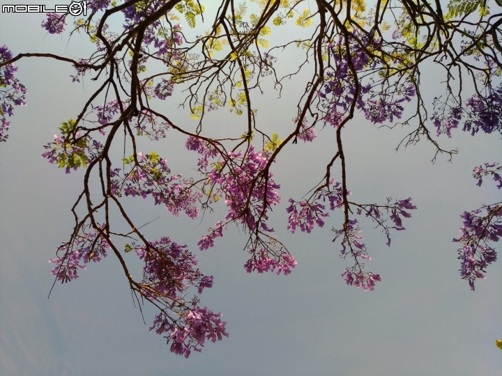 藍花楹 台南市安平區府平公園 04/01