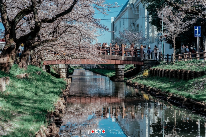 2018東京賞櫻盛宴 x Sony a7II