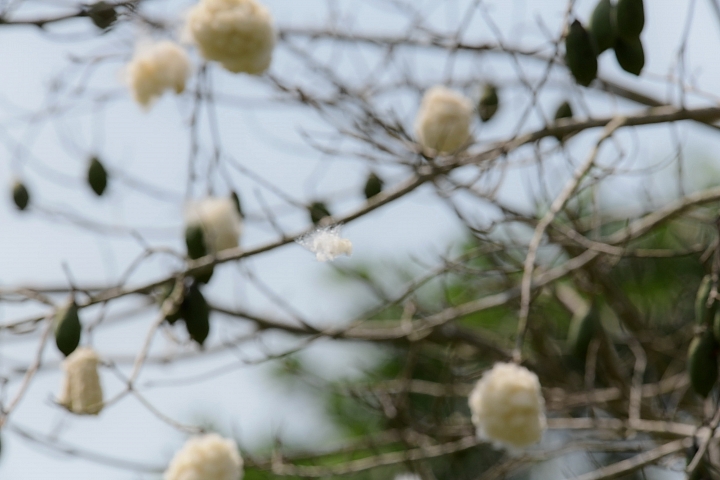 2018年的涼山油桐花正盛開