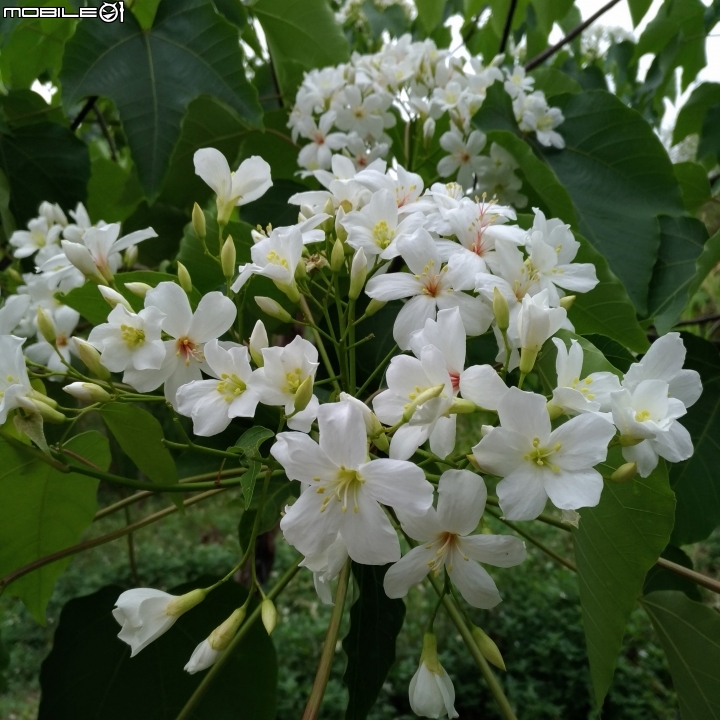 油桐花 嘉義市東區東義路幸福山丘 04/07