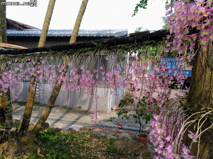 天宮石斛 台南市龍崎區南167頂牛埔 04/21