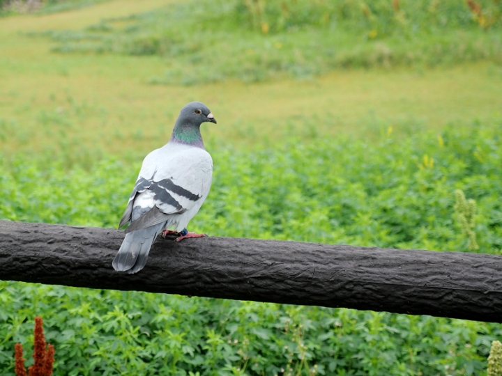 與那國嶼旅遊日記 2018/04/14~18 全集版
