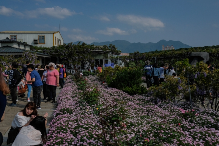 [亂拍照] 淡水紫藤咖啡園一店(屯山園區) + 富貴角燈塔空拍 + 關渡花海節