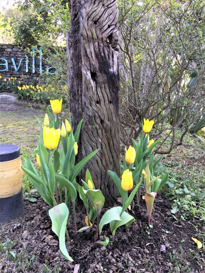 ＜苗栗＞讓全家慵懶一下午的苗栗魔法莊園