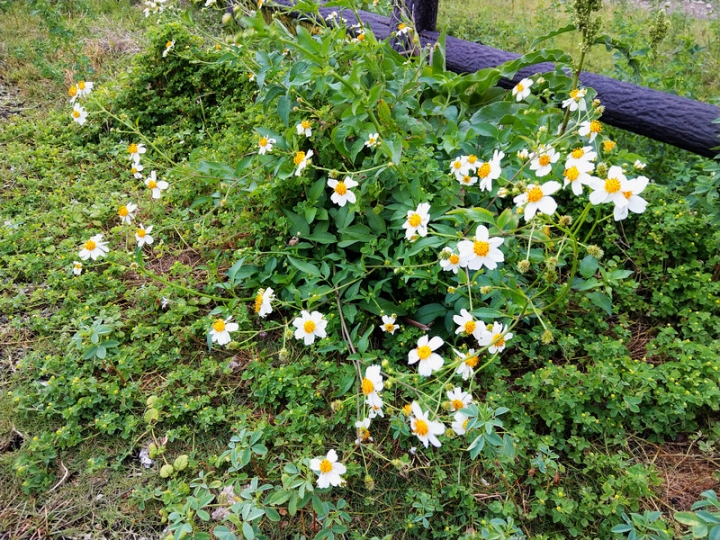 與那國嶼旅遊日記 2018/04/14~18 全集版