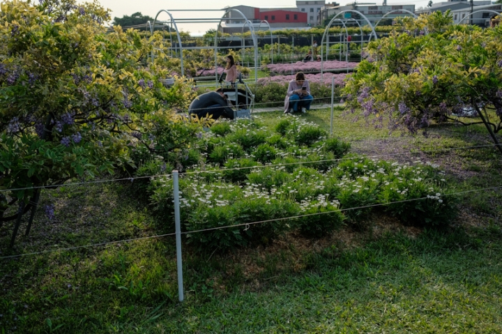 [亂拍照] 淡水紫藤咖啡園一店(屯山園區) + 富貴角燈塔空拍 + 關渡花海節