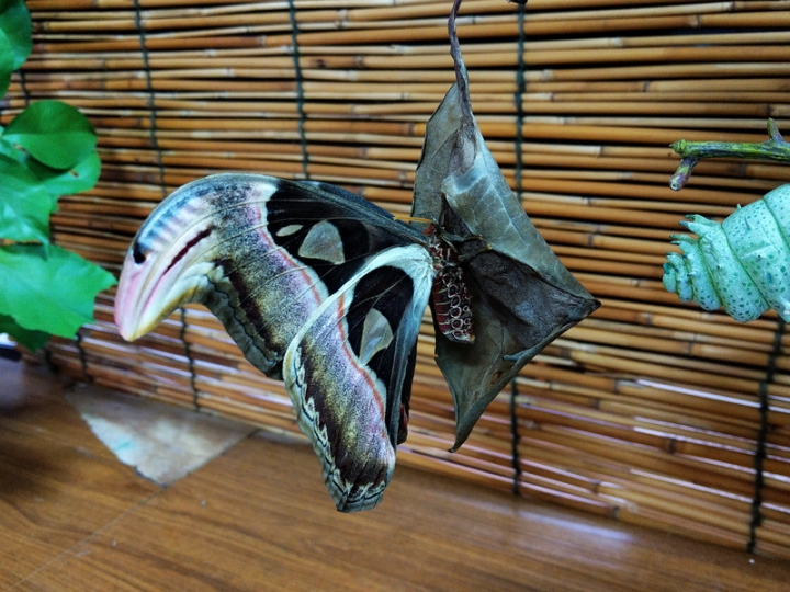 與那國嶼旅遊日記 2018/04/14~18 全集版