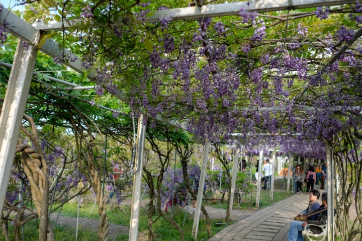 [亂拍照] 淡水紫藤咖啡園一店(屯山園區) + 富貴角燈塔空拍 + 關渡花海節