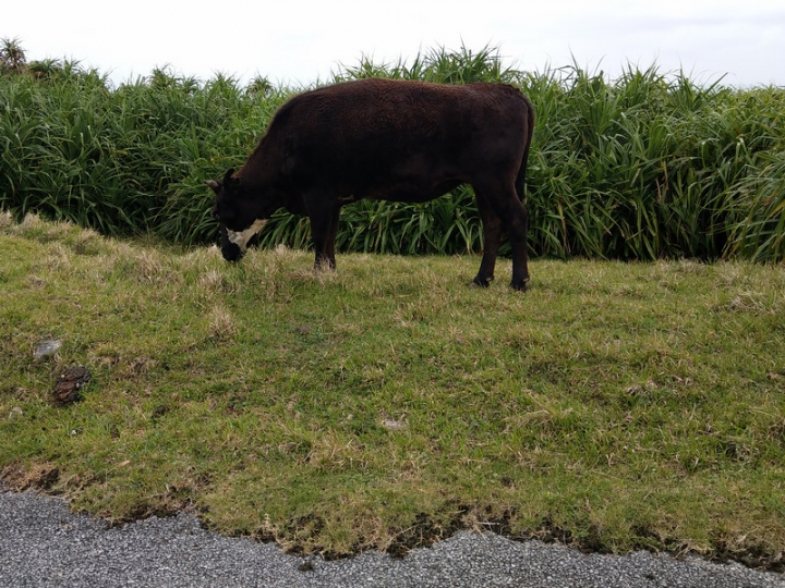 與那國嶼旅遊日記 2018/04/14~18 全集版