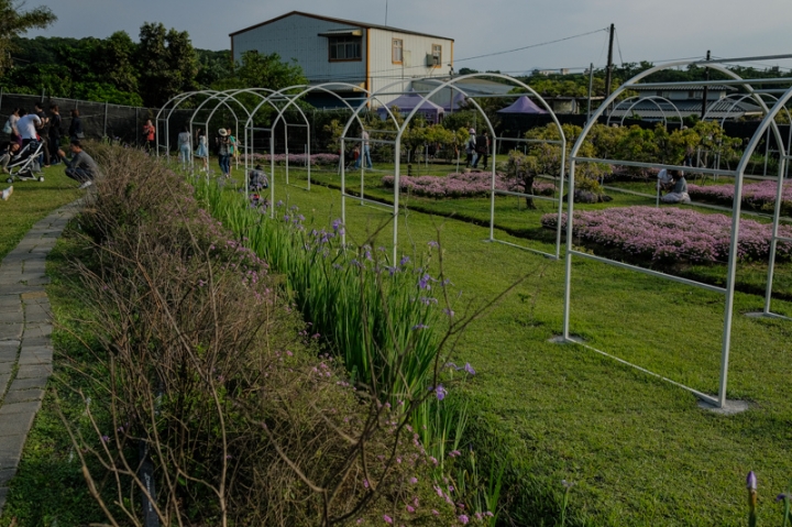 [亂拍照] 淡水紫藤咖啡園一店(屯山園區) + 富貴角燈塔空拍 + 關渡花海節